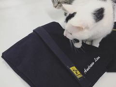 -菠萝格斗巴西柔术训练馆