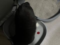 -联萌宠物医院(猫病专科)