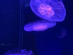 -欢乐海岸海洋奇梦馆