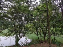 -三水森林公园