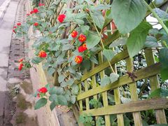 -三圣花乡旅游区