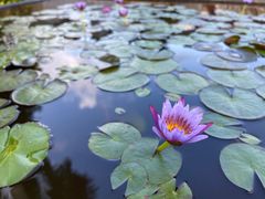 -三亚海棠湾万丽度假酒店