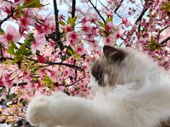 -顾村公园