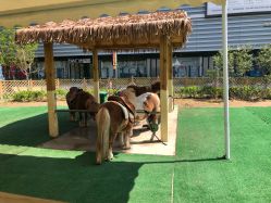 -萌宠亲子动物乐园(槐房万达店)