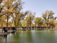 -金塔沙漠胡杨林景区