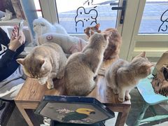 -猫小院猫主题餐厅(南锣旗舰店)