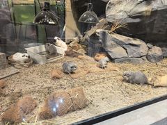 -帕帕拉兹宠物(亚洲旗舰店)