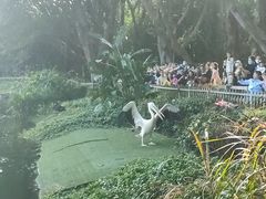 -广州长隆飞鸟乐园