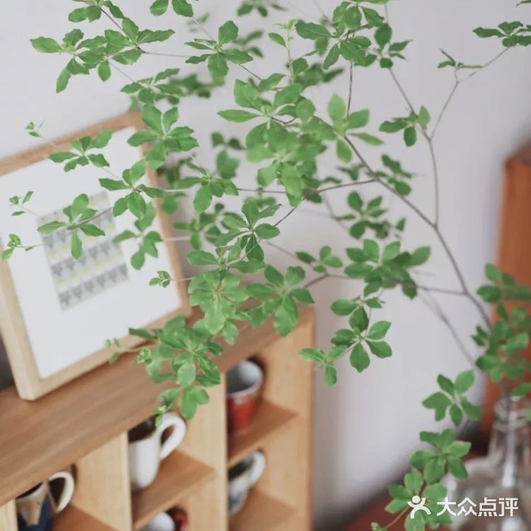 星巴克很香，但有了这些绿植的家更香