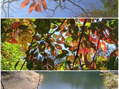 -广州市流溪河国家森林公园