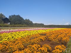 -富田农场
