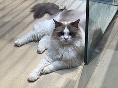 -藏猫猫咖啡主题馆(中央大道店)