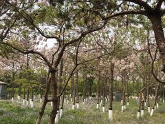 -大兴滨河森林公园