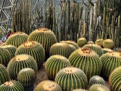 -深圳仙湖植物园