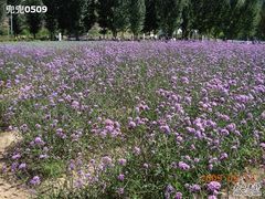 -紫海香堤香草艺术庄园