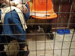 -猫咪博物馆(顶澳仔猫街店)