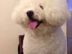 -PETKIT 小佩宠物·低压洗护·美容·寄养(安远店)