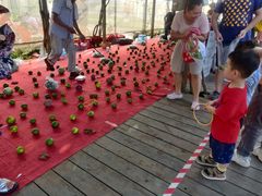 -前小桔亲子创意农场·草莓采摘·露营烧烤