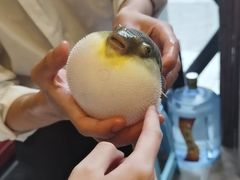 -肆月河豚·新淮扬(金融街店)