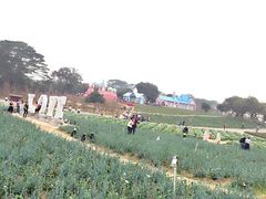 -松山湖梦幻百花洲