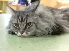 -猫和宫(六道口店)