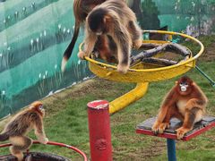 -西霞口神雕山野生动物世界