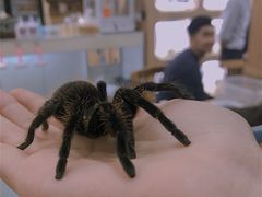 -藦茜花园宠物主题亲子互动体验馆(国顺东路店)
