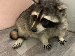 -浣熊柯尔鸭土拨鼠·电玩咖