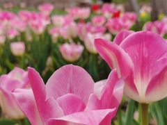 -石家庄市植物园