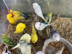 -青石桥花鸟鱼虫市场(叠翠城店)