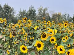 -汉长安城未央宫国家考古遗址公园