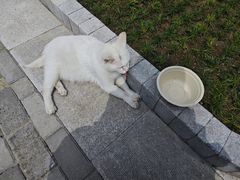 -高旻寺