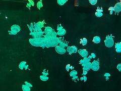 -欢乐海岸海洋奇梦馆