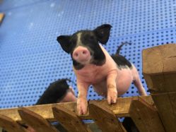 -萌宠亲子动物乐园(槐房万达店)