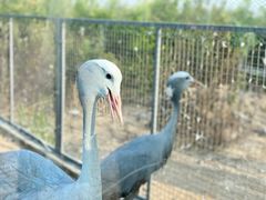 -盐城丹顶鹤湿地生态旅游区