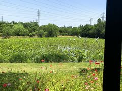 -上海长兴岛郊野公园