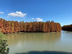 -上海海湾国家森林公园