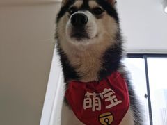 -Husky Go! 哈士奇体验馆·宠物咖啡厅狗咖