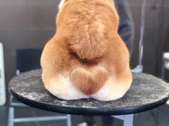 -宠宠熊宠物美容(星湖街店)