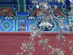 -洛阳白马寺