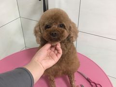 -艾贝尔宠物医院·狂犬免疫点(江山金象城店)