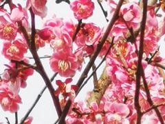 -新建村梅花