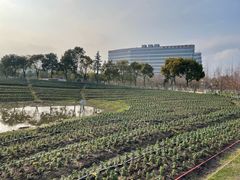 -春花秋色城市公园