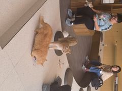 -飞行喵MR PILOT|猫舍·猫咖(静安大融城店)