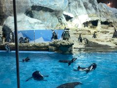 -帝企鹅自助餐厅•儿童岛•真企鹅(长隆企鹅酒店)