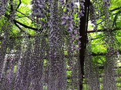 -嘉定紫藤园