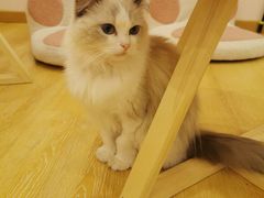 -猫咪派对(江南西店)