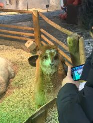 -Zoolung Zoolung动物主题公园(海信广场店)