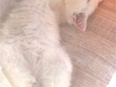 -猫力发电所·宠物专门店
