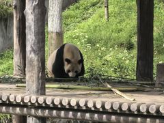 -中国大熊猫保护研究中心雅安碧峰峡基地